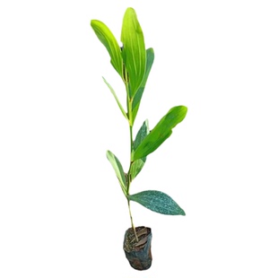 相思树苗大叶相思木苗小叶台湾相思树马占相思风景造林复绿树常绿