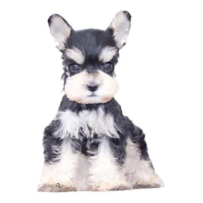 纯种椒盐色雪纳瑞幼犬宠物狗小狗仔可爱雪纳瑞犬茶杯犬迷你飞耳