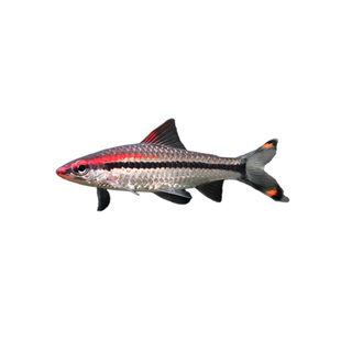 红眉一眉道人鱼灯鱼小型草缸观赏鱼热带淡水宠物鱼活体刚果美人鱼