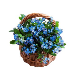 勿忘我花种宿根多年生高山勿忘草种子绿化盆栽四季易种花卉种籽孑