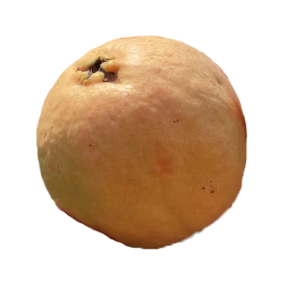 软软糯糯红心番石榴现摘现发