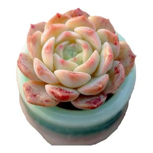 【一物一拍】纯爱 贵货杂交多肉植物办公室阳台盆栽绿植满28包邮