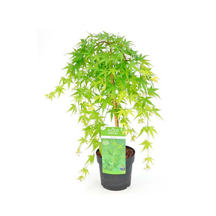 【日本枫树】流泉经典垂枝秋红枫耐阴小乔木日式庭院花园鳗盆栽苗