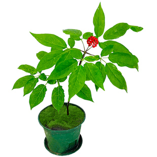 长白山人参种子野山参苗西洋参四季易种花种籽易活室内观花卉盆栽