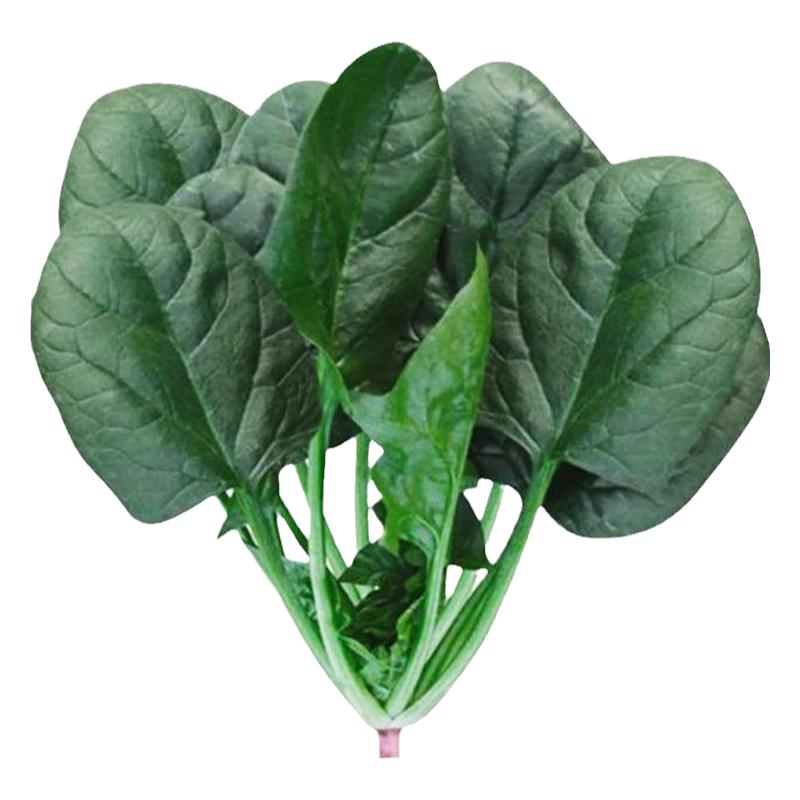 四季红根菠菜种子秋冬季耐寒秋后菜种波莱种籽圆叶籽种波菜孑菜籽