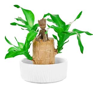 巴西木水养小盆栽格鲁特树人带芽树桩室内植物办公室绿植幸运木