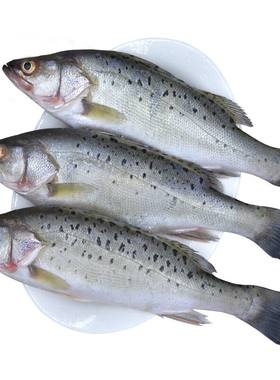 青岛直发海鲈鱼3条500g+/条