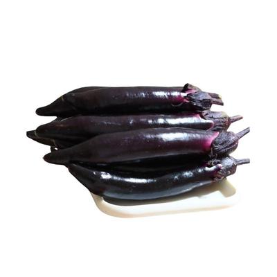 当天现摘新鲜东北紫茄子实惠满满