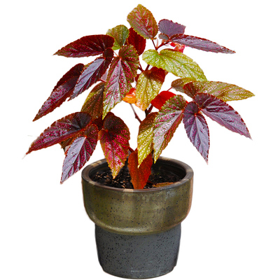 焰火秋海棠小虫草堂盆栽