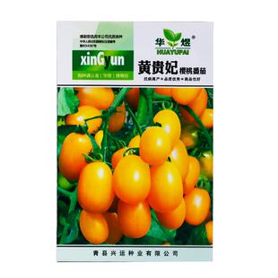 小黄番茄种子圣女果樱桃西红柿盆栽阳台庭院春夏季瓜果蔬菜种籽孑