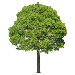 绿化工程香樟树苗驱蚊虫庭院绿植大叶香樟小苗四季常青树产地直销