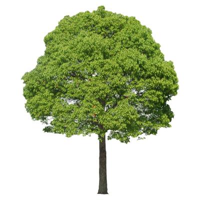 绿化工程香樟树苗驱蚊虫庭院绿植大叶香樟小苗四季常青树产地直销