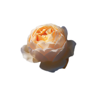 1995英国AustinJude the Obscure无名的裘德奥斯汀朱迪浓香大包花