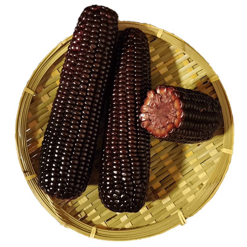 忻州糯玉米之乡青玉黑黄白糯混装