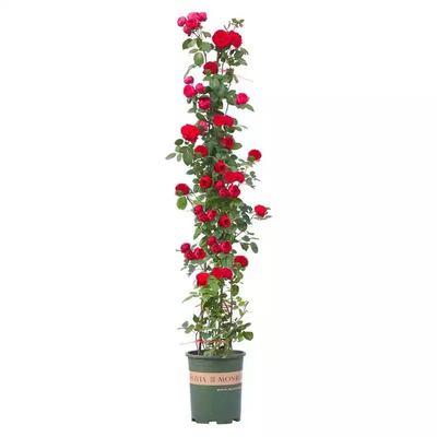 四季开花蔷薇花苗|超8.7万次加购