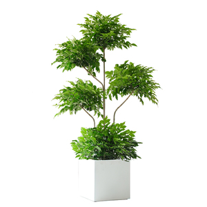 幸福树盆栽植物办公室内客厅吸甲醛公司绿植大型乔迁送礼落地绿宝