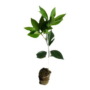 八角树树苗广西正宗罗马八角嫁接大料秧苗南方种植耐寒耐旱带果发