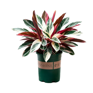 七彩竹芋盆栽孔雀竹芋苗室内阳台客厅办公室花卉绿植桌面观叶植物