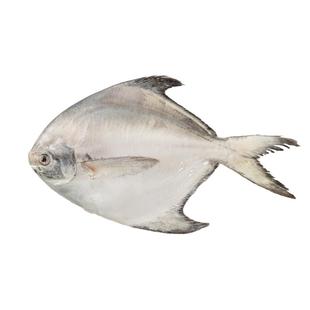 中水远洋进口缅甸银鲳鱼 白鲳鱼平鱼 精选海捕300g/袋 海鲜水产