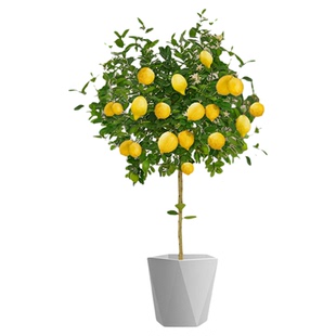 香水柠檬树盆栽带果客厅绿植大型植物室内阳台禄植四季好养除甲醛