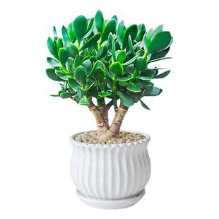 玉树大盆栽树苗多肉植物老桩叶吊坠花盆金枝玉叶小稀有品种万年青