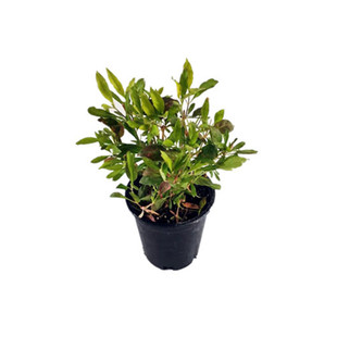 日本千日红【千日小坊】盆苗  多年生耐热阳台超萌植物【鲁虹】