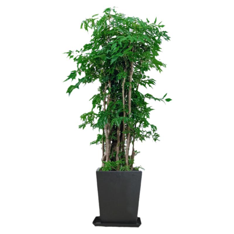 招财植物室内大盆栽福禄桐同城送
