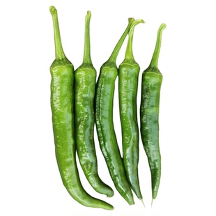 蟋蟀牌樟树港辣椒苗秧苗种子尖椒种籽春秋羊角种籽禾之元蔬菜种孑