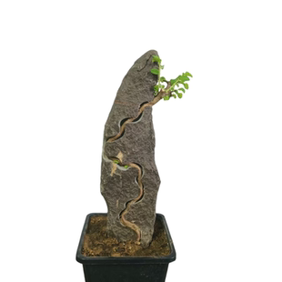 小叶榔榆附石盆景泥石熟桩榆树老桩一物一拍办公室阳台花卉绿植