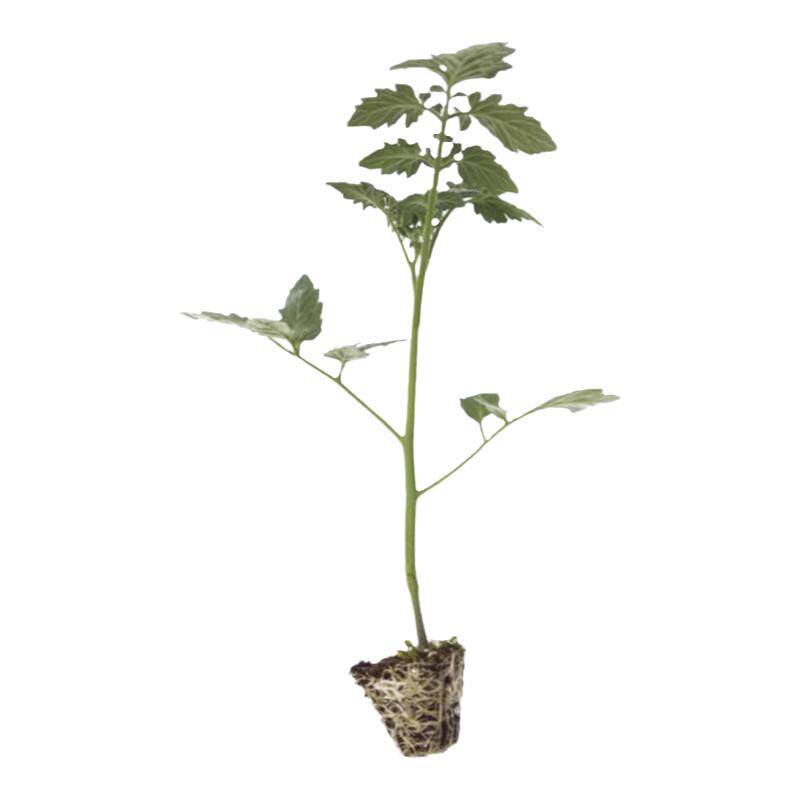 各种番茄苗秧苗大粉番茄苗水果西红柿秧子圣女果种籽苗春季盆栽苗