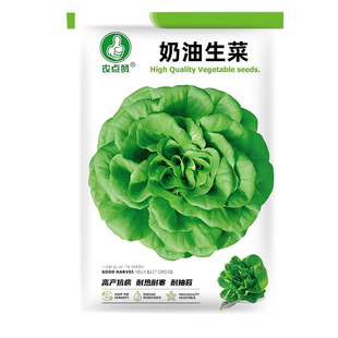 叶菜种子原厂蔬菜种籽娃娃菜种子易成活高产香菜种籽青菜种子园艺