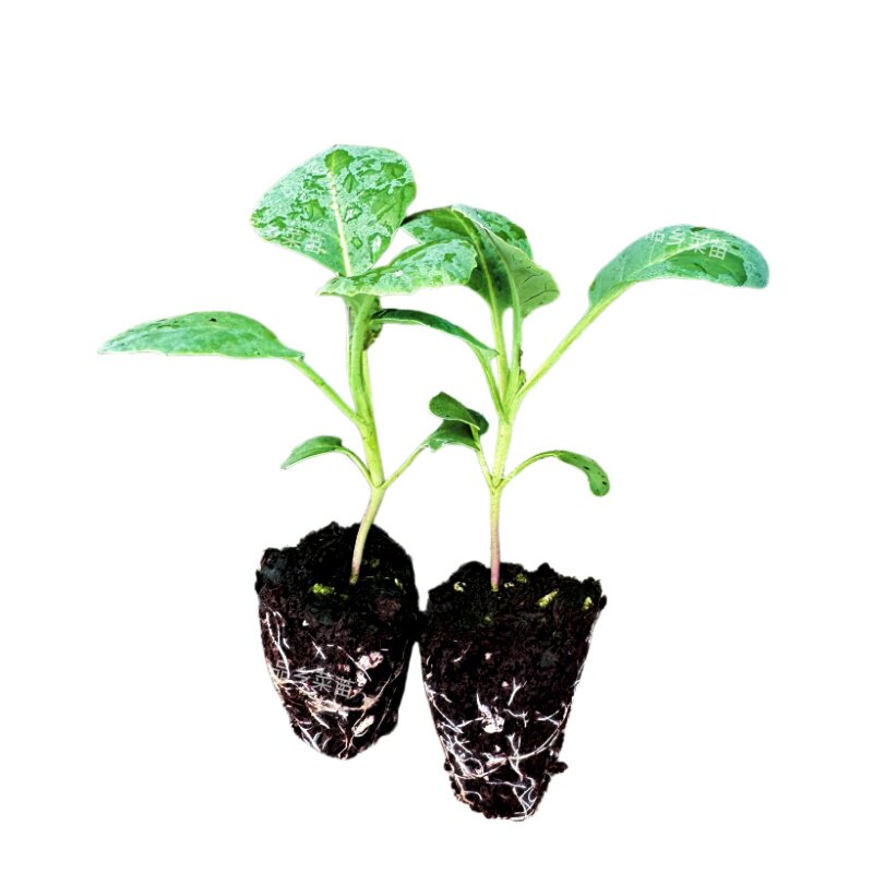 西兰苔苗秋冬耐寒耐热侧苔多多