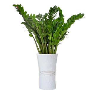 金钱树盆栽植物室内花卉大型客厅好养绿植大摇钱串子招财小发财树