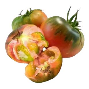 良道天成【无麸质有机西红柿】云南新鲜果蔬无农残应季榨汁甘甜炒