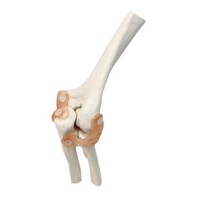 ENOVO颐诺医学肘关节模型人体