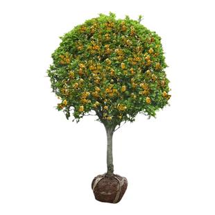 桂花树苗八月黄金桂丹桂庭院大型别墅地栽盆栽植物耐寒四季桂绿化