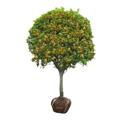 桂花树苗庭院地栽户外