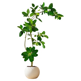 孟加拉榕树盆栽网红造型大型绿植黄金榕高山榕树室内客厅落地植物