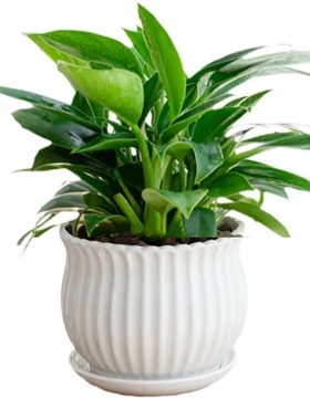 金钻盆栽绿植绿萝室内植物花卉水培客厅好养多肉新房吸除甲醛招财