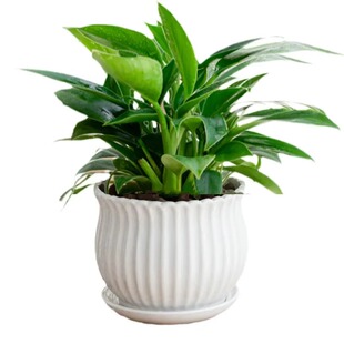 金钻盆栽绿植绿萝箩室内植物花卉水培客厅好养多肉新房吸除去甲醛