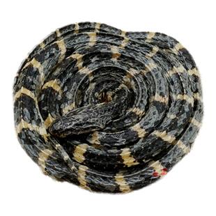白花蛇中药材金钱白花蛇大白花蛇银环蛇正品整条包邮另有蝎子蜈蚣