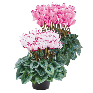 种花王大爷 仙客来花卉庭院阳台盆栽植物耐寒阳台花园花卉多年生