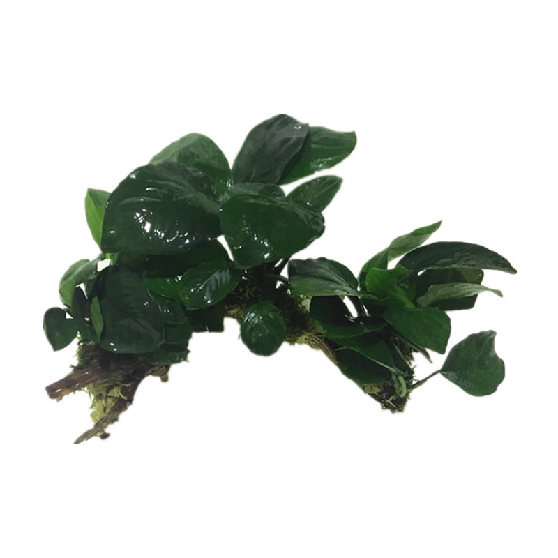 懒人活体水草水榕鱼缸净化植物