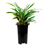 刘阁兰花苗 彩云荷 冬带浓香花苞高档金边鹤艺春兰名品花卉盆栽