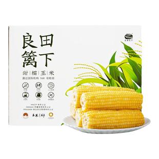 良田篱下 甜糯玉米东北黄糯玉米低脂玉米真空独立包装 非转基因
