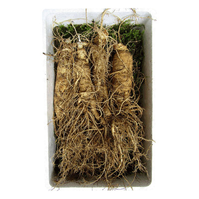 长白山现挖新土鲜土参汤鲜人参