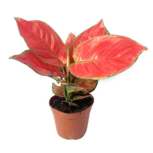 红颜盆栽如意吉利皇后彩叶植物室内办公桌面客厅耐旱易养护禾森园