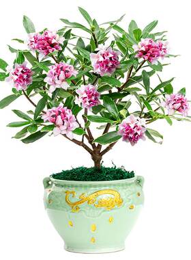 室内阳台庭院净化空气田园花卉植