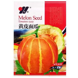 甜瓜种籽香黄皮面瓜种子早熟糯粉干面味浓郁红壤水分少春秋季蔬菜