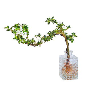 六月雪盆栽水培悬崖造型盆景办公室内桌摆易养观叶植物茶几水养花